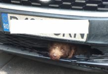 Câine lovit de maşină în Cuzdrioara! Poliţiştii clujeni îi caută stăpânul (FOTO)