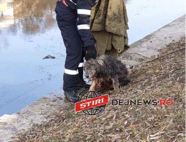 caine salvat somes cluj