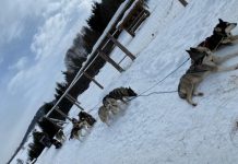 INEDIT ÎN MARAMUREȘ: Un cuplu de francezi organizează curse cu sănii trase de câini aduși din Groenlanda prin munții Gutâi (foto/video)