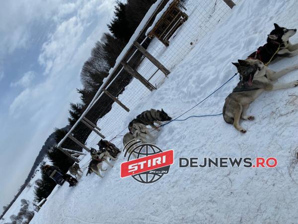 budesti caini groelanda (9)