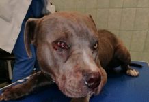 FOTO | Cruzime într-un sat clujean: bărbat cercetat de oamenii legii după ce şi-a bătut propriul câine cu o sapă