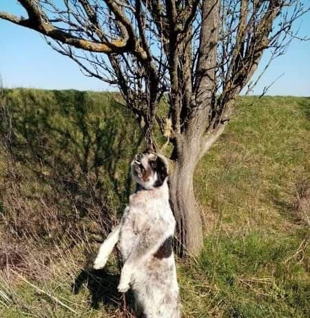 VIDEO | Căţeluşă gestantă spânzurată de un copac în Gherla! Se oferă recompensă pentru prinderea făptaşului