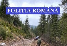 Poliţiştii clujeni au confiscat peste 200 de metri cubi de material lemnos (FOTO)