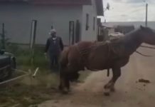 Imagini şocante în Turda! Cal pus de proprietar să tragă un BMW