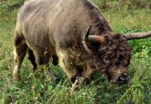 Eveniment tragic în Cluj: bărbat omorât de un taur