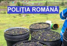 Sute de kilograme de afine şi ciuperci confiscate de poliţiştii clujeni (FOTO)