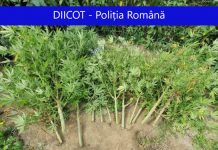 Percheziţii la Dej! Doi tineri din Dej reţinuţi pentru trafic de droguri (FOTO)