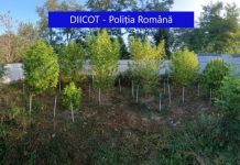Percheziţii în judeţele Cluj şi Mureş! Oamenii legii au confiscat 95 de kilograme de droguri (FOTO)