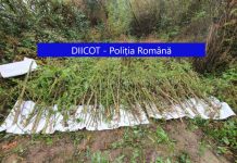 Percheziţii la Cluj: 140 de kilograme de plante de cannabis au fost distruse (FOTO)