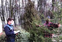 30 de brazi de Crăciun au fost confiscaţi de poliţiştii clujeni (FOTO)