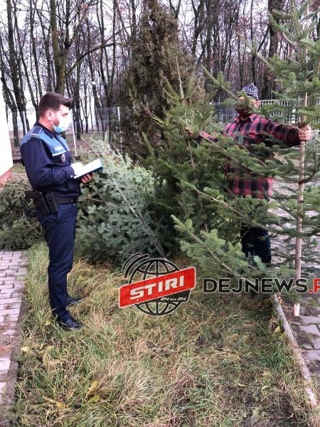 actiune-pomi-de-Craciun