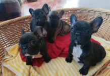 Percheziţii în Dej la solicitarea autorităţilor din Italia! Persoane acuzate de trafic ilegal de câini