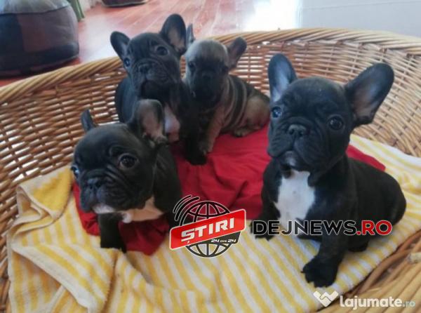 10969923_pui-de-bulldogbuldog-francez_2