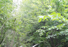 Accident în Muntele Băișorii! Doi bărbaţi au căzut cu maşina de la 3 metri în albia unui pârâu (FOTO)