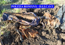 Arme şi muniţie aduse ilegal în ţară şi îngropate în Cluj! Poliţiştii au efectuate mai multe percheziţii (VIDEO/FOTO)