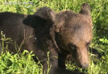 Accident la Fizeșu Gherlii, urs de 250 kg lovit de mașină – VIDEO